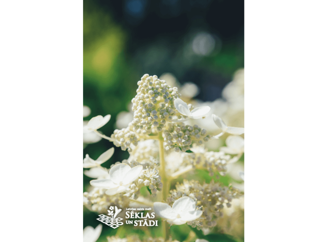 Hydrangea paniculata   PRIM' WHITE = 'Dolprim'
